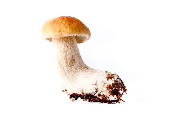 Boletus champinjon (Boltus edlis) - höst skörd av vilda svampar på ljus bakgrund — Stockfoto