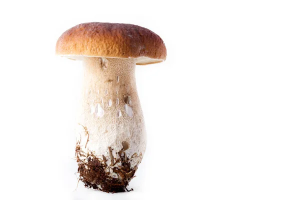 野蘑菇（Boletus mushroom，Boltus edlis）-秋天在浅色背景下收获的野蘑菇 — 图库照片