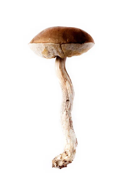 Boletus mushroom (Lccinum scbrum) - cosecha otoñal de setas silvestres sobre el fondo claro —  Fotos de Stock