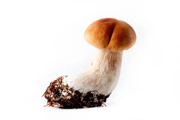 Houba Boletus (Boltus edlis) - podzimní sklizeň volně rostoucích hub na světlém pozadí — Stock fotografie