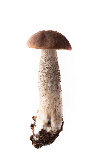 Boletus mushroom (Lccinum scbrum) - cosecha otoñal de setas silvestres sobre el fondo claro —  Fotos de Stock