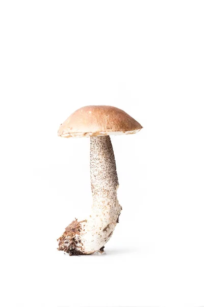 Boletus mushroom (Lccinum scbrum) - осенний сбор грибов на светлом фоне — стоковое фото
