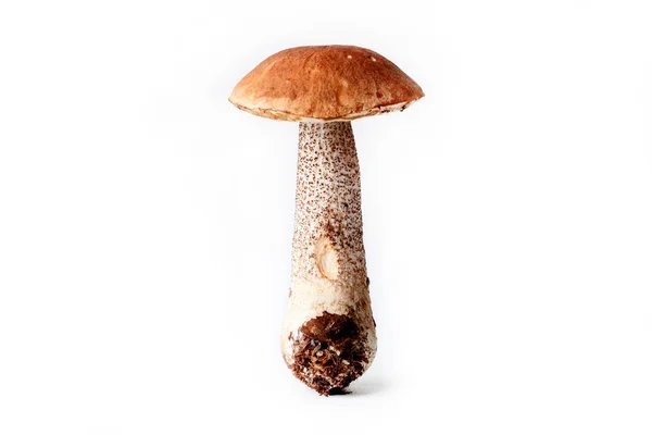Boletus mushroom (Lccinum scbrum) - cosecha otoñal de setas silvestres sobre el fondo claro — Foto de Stock