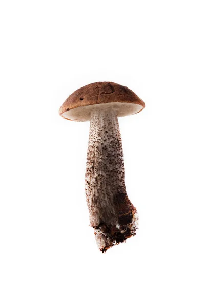 Boletus Mushroom Осенний Сбор Диких Грибов Светлом Фоне — стоковое фото