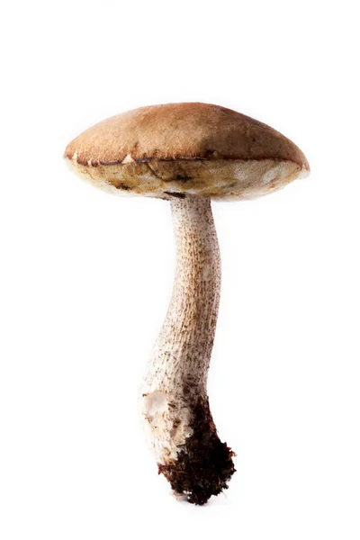 Boletus Mushroom Осенний Сбор Диких Грибов Светлом Фоне — стоковое фото