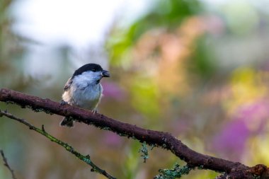 Coal tit (Periparus ater) on the branch of tree in a forest. Blurred natural background.