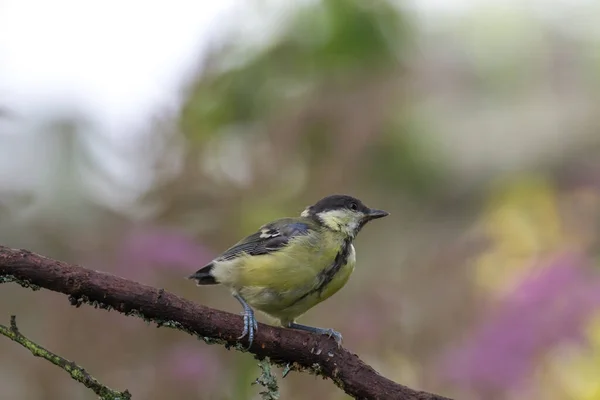 Tit Parus Major Branch Tree Forest Blurred Natural Background — 图库照片
