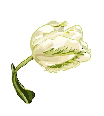 Sarı gül. Vektör çizim üzerinde beyaz.