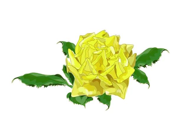 Gele roos. Vectorillustratie op wit. — Stockvector
