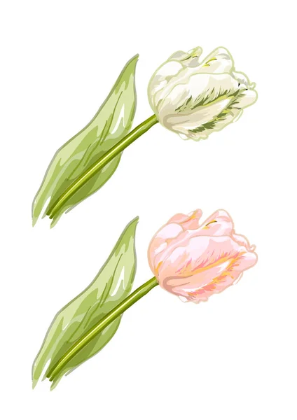 Tulipanes blancos y rosados . — Vector de stock