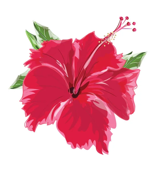 Flor vermelha de hibisco. Ilustração vetorial . —  Vetores de Stock