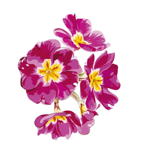 Rózsaszín Primula vektor elszigetelt. — Stock Vector