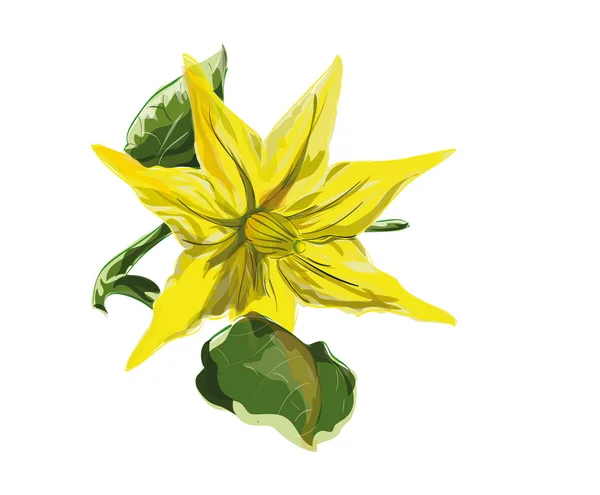 Tomat güzel sarı çiçek. Vektör çizim — Stok Vektör