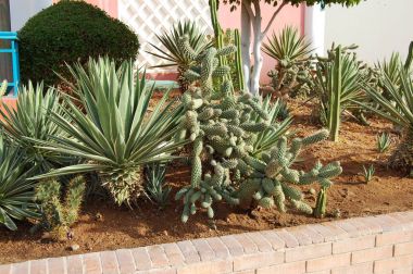 Yeşil kaktüs, yüksek ve dikenli. Tuğla duvar