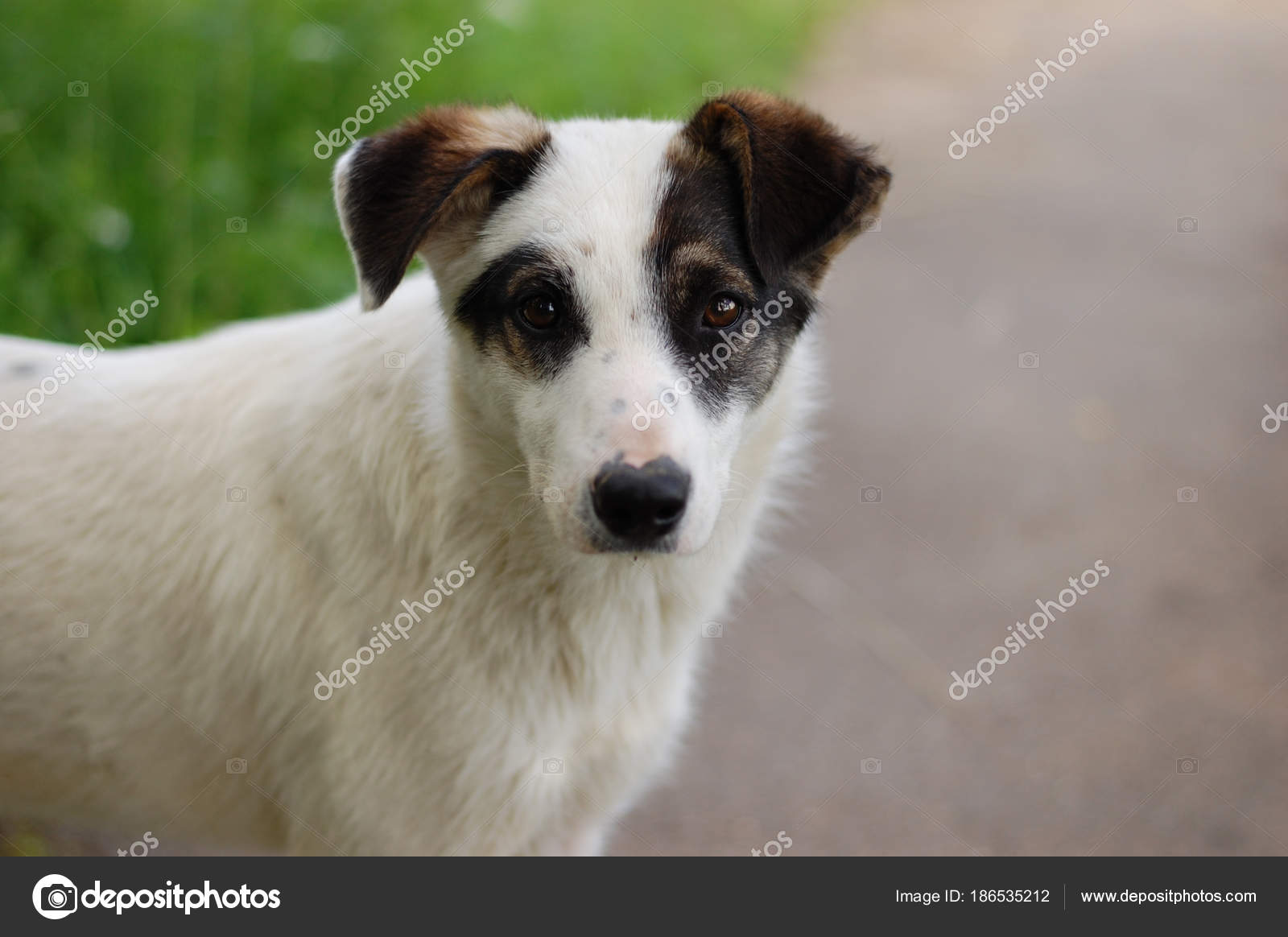 white dog with black ears
