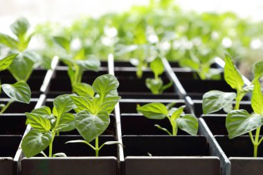 Fidan biber turba toprak bir pencere bir arka plan üzerinde.