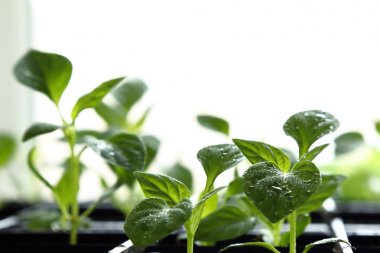 Yapraklarda ile biber su ile genç sürgünler bahar arka plan damla.