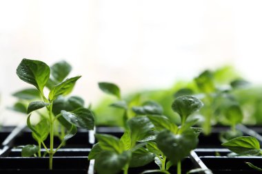 Bahar arka plan kopya alanı ile. Genç yapraklarda bir kutu biber fideleri su damlaları ile yetiştirilen.