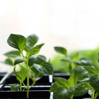 Bahar yeşil kare ile arka plan kopya alanı. Bir kutu biber fideleri su damlaları ile tohumlarından yapraklarda yetiştirilen genç.