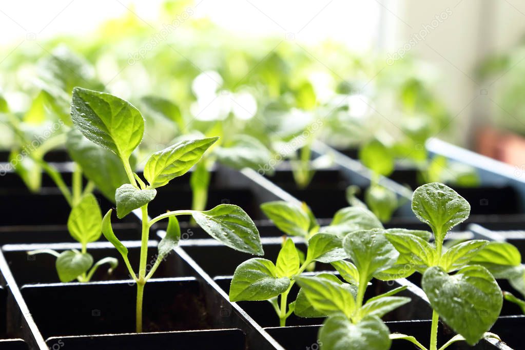 Young grown in a box of pepper seedlings with water drops on the leaves against the window.