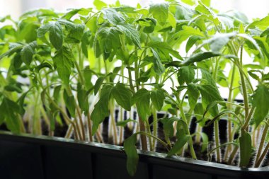 Bahar ateş eder. Bir kutu fidan domates bir serada yetiştirilen genç.
