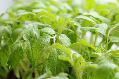 Bahar fidan. Yeşil çiçek arka plan. Bir sera domates yetiştirilen genç çiy damlacıkları ile kapalı bırakır.