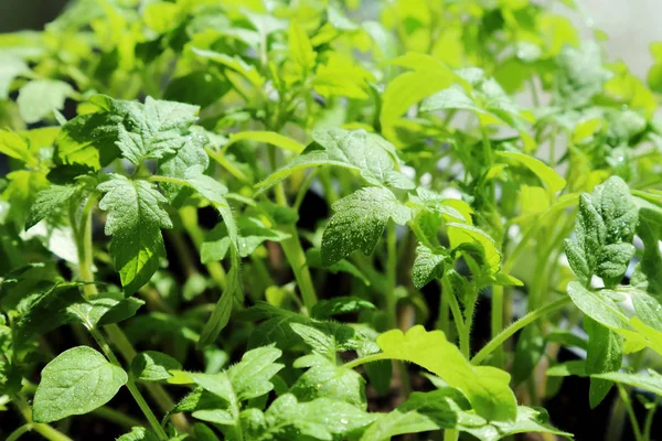 Semis de printemps. Fond floral bio vert. Jeune cultivé dans une serre de feuilles de tomate recouvertes de gouttelettes de rosée . — Photo