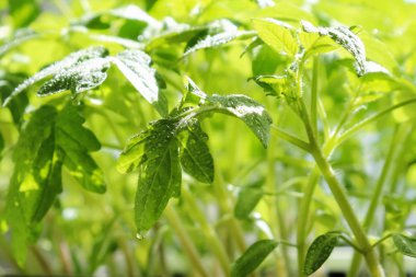 Bahar fidan. Yeşil organik çiçek arka plan. Bir serada yetiştirilen genç domates güneş ışınlarının nemi damlacıkları ile kaplıdır.