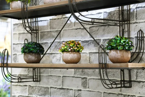 Interior decoration and garden decor. Three pots with plants on a shelf for flowers on a wall background.