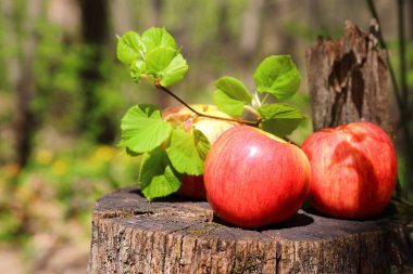 Üç kırmızı olgun sulu elma ahşap kütük üzerinde doğal bir arka plan bir güneşli yaz gününde bir limon ağacı dalı ile yalan.