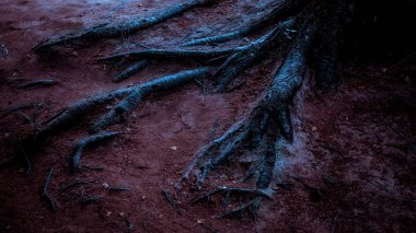 Korkunç karanlık bir arka plan. Cadılar Bayramı mistik bir gecede bir ağacın korkunç kasvetli, sürrealist kanlı kökleri karanlık zemin boyunca sürünen siyah gölgelerle hayaletli fantastik ormanlar.