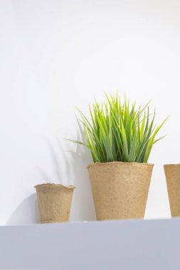 Evde, balkonda, serada tohum ekmek ve yetiştirmek için kömür kabı. Yeşil yetişmiş kedi otu