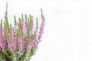 Calluna. Fotokopi alanı olan güzel bir yaz çiçekli beyaz arka plan. Dekorasyon için yapay pembe çalılık
