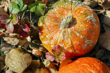Şükran Günü hasat mevsiminde güz yapraklarında çimenlerin üzerinde parlak güneşli bir sonbahar arka planında balkabağı. Turuncu küçük çiğ vejetaryen sebze, sağlıklı yemek, üst manzara.