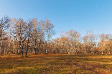 Güzel, parlak, güneşli, rengarenk sonbahar manzarası. Ormanda sabah huş ağaçları ve meşelerin arasında doğada açık havada sarı altın bir ormanda güzel sıcak havada açık havada mavi gökyüzüne karşı