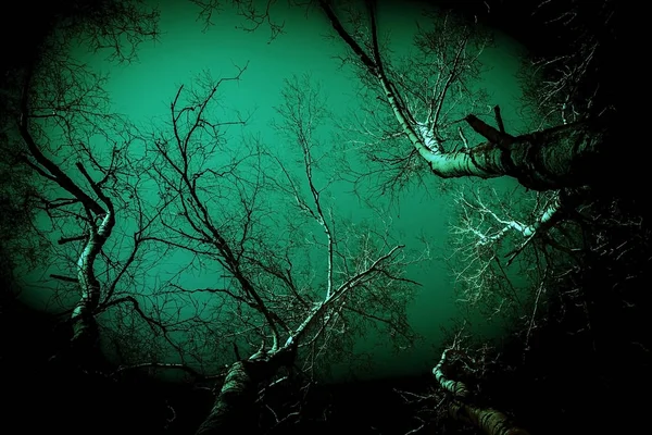 Abstrakt bakgrund i skräckstil. Surrealistisk skrämmande svart läskig mystisk krökta silhuetter av träd grenar i skogen upplyst av en spökig måne mystiskt grönt ljus, dyster mörk natthimmel — Stockfoto