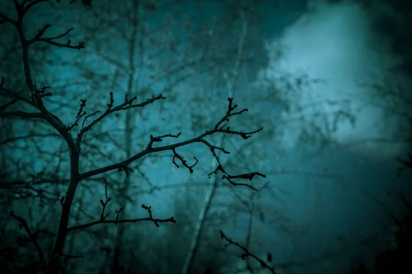 Abstract background in horror style. Bloody surrealistic scary black creepy mystical curved silhouettes of tree branches in the forest lit by a ghostly blue moon mysterious light, gloomy dark night sky