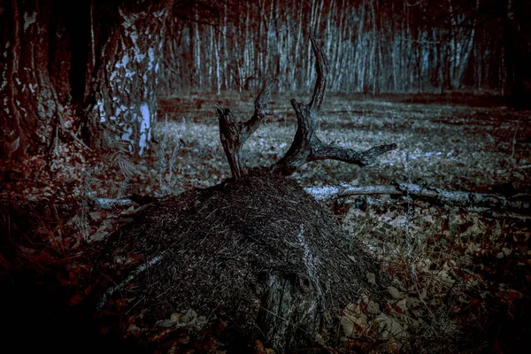 Floresta noturna mística assustadora, estilo horror. Um tronco desajeitado com chifres semelhantes ao rosto de uma criatura feia, formigueiro, árvores com tons de escuridão vermelha sangrenta na luz fantasmagórica perigosa da lua — Fotografia de Stock