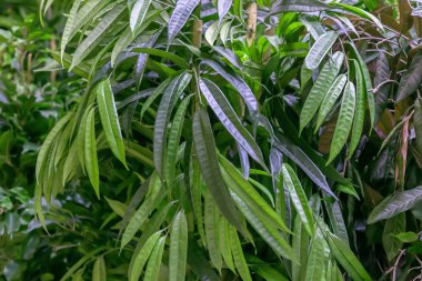 Çiçeksel doğal arkaplan, farklı yapay süs bitkilerinin, çalıların ve ağaçların yeşil yapraklarının dokusuna sahip. Ev ve bahçe dekorunun ayrıntıları ve unsurları