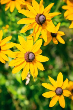 Çiçek bahçesi dekoratif deseni. Parlak arka plan, çiçek açan sarı ekinezya tomurcuklarından gelen tatil kartı. Astrov ailesinin rudbeckia bitkisinin daimi tıbbi daimi bitkisi