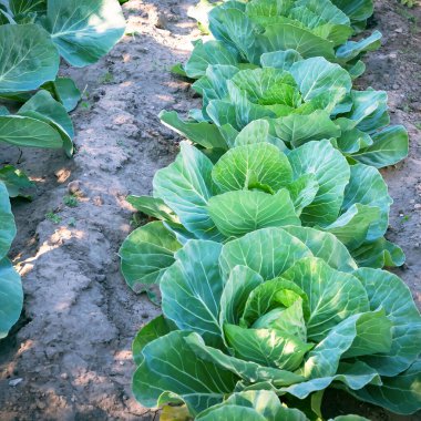 Doğal beyaz lahana, bir bahçede arka arkaya serada yetişir. DIY bitkisi taze sebze yetiştirip hasat ediyor. Faydalı gıda, bahçıvanlık, tarım