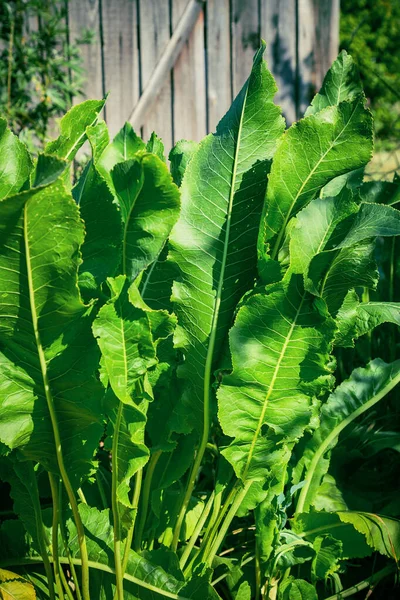 園芸用の天然植物草本薬用植物は 庭のベッドの上で成長します 新鮮な緑の葉を成長させ収穫する 便利な食べ物 スパイス — ストック写真