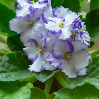 Çiçek arkaplan moru. Çiçekler ve yapraklar yakın çekim güzel Saintpaulia Terry mor çiçek açıyor. Ev bitkileriyle, çiçekçilikle ve bahçeyle ilgilenmek, bitki yetiştirmek.