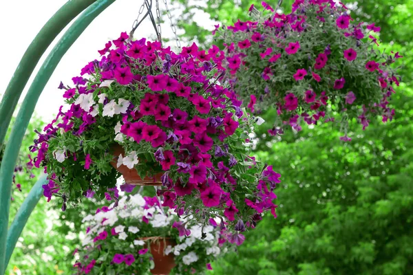 Garden Beautiful Decor Design Decoration Yard White Purple Petunia Blooming — Stock Photo, Image