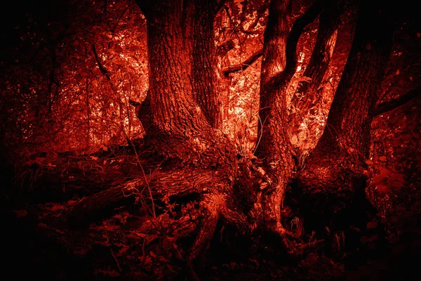 Horror Místico Floresta Abstrato Assustador Para Halloween Desajeitado Sujo Com — Fotografia de Stock