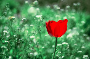 Bahar mevsimi çiçek bahçesinin doğal arka planında kırmızı bir lale ve çimenlikte güneşli sıcak bir günde yemyeşil çimenler var. Bahçecilik, çiçekçilik, bitki yetiştirme.