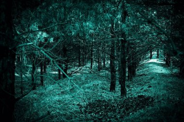 Cadılar bayramının gizemli, korkunç tavan arası. Karanlıktaki eski sık orman gizemli paranormal ürkütücü mavi ay ışığı sakar ağaçların korkunç gölgesi