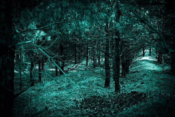 Mystical horror scary garret background to halloween. Old dense forest in darkness in a mysterious paranormal spooky blue green light of the moon with black frightening shadow of clumsy trees