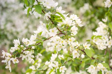 Mevsimler bahar, bahçe meyve ağaçları, çiçek açan armut dalları beyaz kokulu çiçekler ve tomurcuklar, çiçekli narin yeşil arka plan