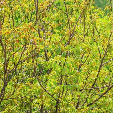 Mevsimler bahar, bahçe ağaçları, çiçek açan ceviz ağaçları, bahçedeki Juglans regüası. Tarlada yetiştirilen ağaçlar, bahçıvanlık. Dal desenli doğal yeşil, güneşli bir zemin.